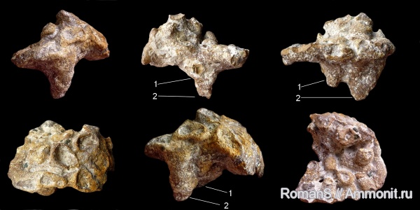 мел, губки, Саратовская область, Coeloptychiidae, Cretaceous