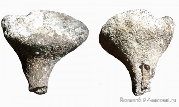 мел, губки, Саратовская область, Demospongia, Seliscothon, Cretaceous