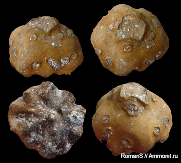 мел, губки, Саратовская область, Etheridgea, etheridgea goldfussi, Cretaceous