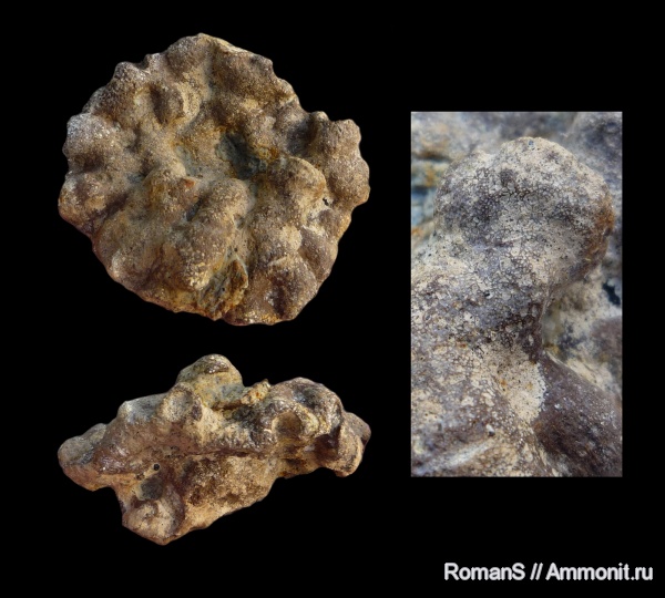 мел, губки, Саратовская область, Coeloptychiidae, Marshallia, Cretaceous