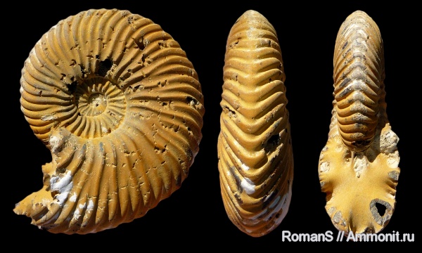 аммониты, юра, Quenstedtoceras, Саратовская область, Cardioceratidae, Ammonites, Quenstedtoceras henrici, Quenstedtoceratinae, Сторожевка, Jurassic