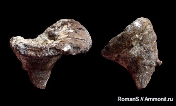 мел, губки, Саратовская область, Napaeana, Cretaceous