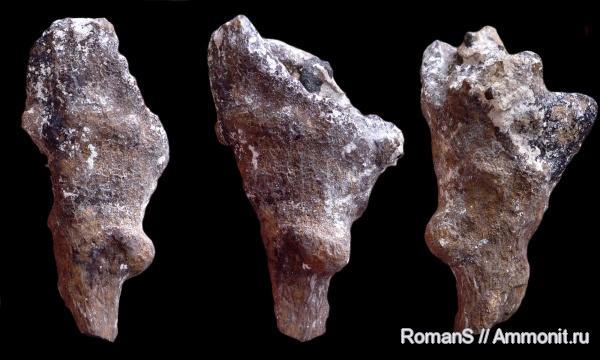 мел, губки, Саратовская область, Sporadoscinia, Cretaceous