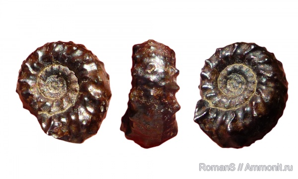 аммониты, юра, Саратовская область, Ammonites, Jurassic