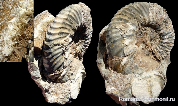 аммониты, мел, Deshayesites, апт, Саратовская область, Ammonites, Deshayesitidae, Aptian, Cretaceous