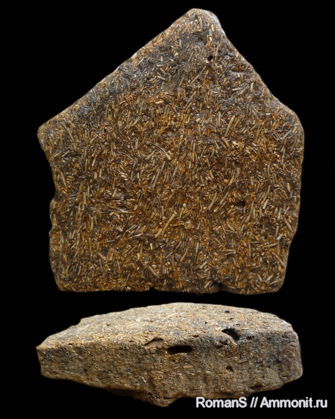 мел, лопатоногие моллюски, Саратовская область, Dentalium, Cretaceous