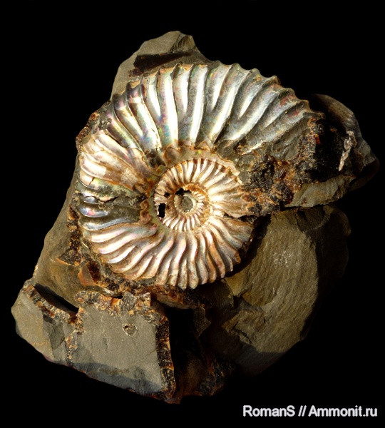 аммониты, мел, Deshayesites, апт, Deshayesites deshayesi, Саратовская область, Ammonites, Deshayesitidae, Aptian, Cretaceous