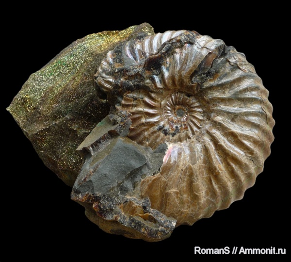 аммониты, мел, Deshayesites, апт, Саратовская область, Ammonites, Deshayesitidae, Aptian, Cretaceous