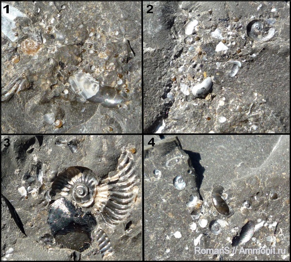 аммониты, мел, Deshayesites, апт, Aconeceras, Саратовская область, чешуя, Ammonites, аммонителла, Aptian, Cretaceous