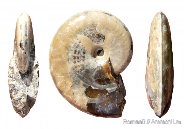 аммониты, мел, апт, Aconeceras, Aconeceras trautscholdi, Саратовская область, Ammonites, Aconeceratidae, Aptian, Cretaceous