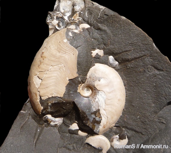 аммониты, мел, апт, Aconeceras, Aconeceras trautscholdi, устье, Саратовская область, Ammonites, Aconeceratidae, вентральные укусы, Aptian, Cretaceous