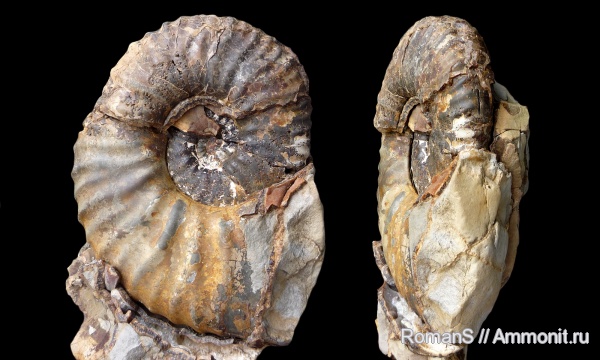 аммониты, мел, макроконхи, Deshayesites, апт, Саратовская область, Ammonites, Deshayesitidae, Macroconchs, Aptian, Cretaceous