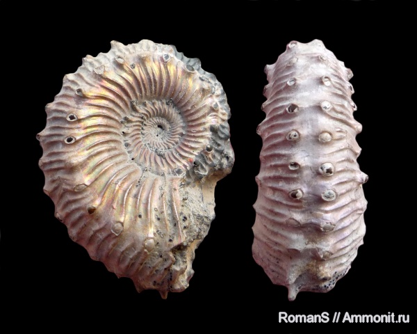 аммониты, юра, Kosmoceras, келловей, Дубки, Kosmoceratidae, Саратовская область, Ammonites, Kosmoceras spinosum, Callovian, Jurassic, Middle Jurassic