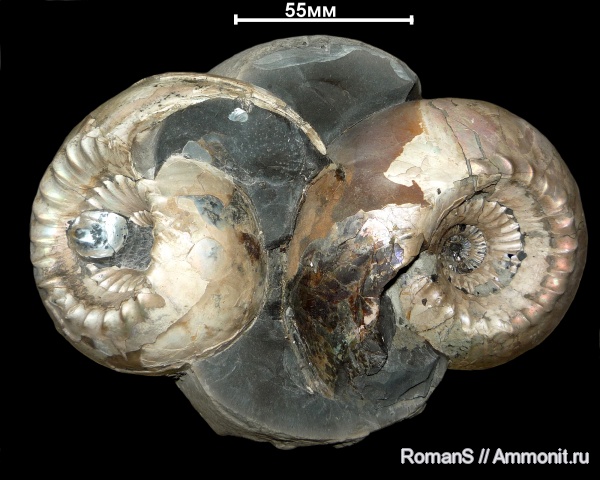 аммониты, юра, келловей, Cadoceras, Cadoceras elatmae, устье, Саратовская область, Cadoceratinae, Cardioceratidae, Ammonites, Callovian, Jurassic, Middle Jurassic