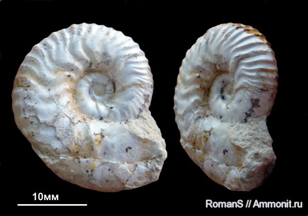 аммониты, юра, Ammonites, Липицы, Sutneria, Aspidoceratidae, Aspidoceratinae, Sutneria eumela, Jurassic