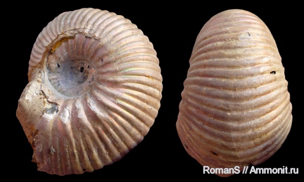 келловей, Дубки, Eboraciceras, Eboraciceras carinatum, Саратовская область, Cardioceratidae, Quenstedtoceratinae, Callovian, Middle Jurassic
