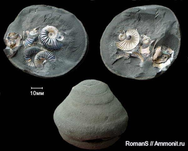 аммониты, мел, Deshayesites, апт, Aconeceras, Aconeceras trautscholdi, Саратовская область, Ammonites, Aconeceratidae, Deshayesitidae, Aptian, Cretaceous
