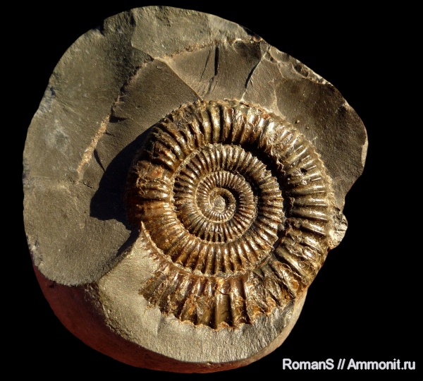 аммониты, Dactylioceras, Ammonites, Dactylioceras commune, Dactylioceratidae