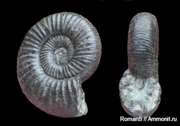 Perisphinctidae, Orthosphinctes proinconditus, Orthosphinctes