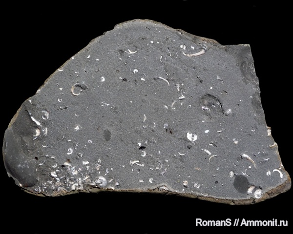 аммониты, Deshayesites, апт, Aconeceras, Ammonites, Volgoceratoides schilovkensis, Volgoceratoides, Koeneniceras, Koeneniceras tenuiplicatum, Aptian