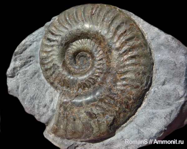 Hildoceras, Hildoceratidae, Hildoceras lusitanicum
