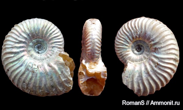 аммониты, Deshayesites, апт, Саратовская область, Ammonites, muscle scars, отпечатки мускулов, Deshayesitidae, Aptian