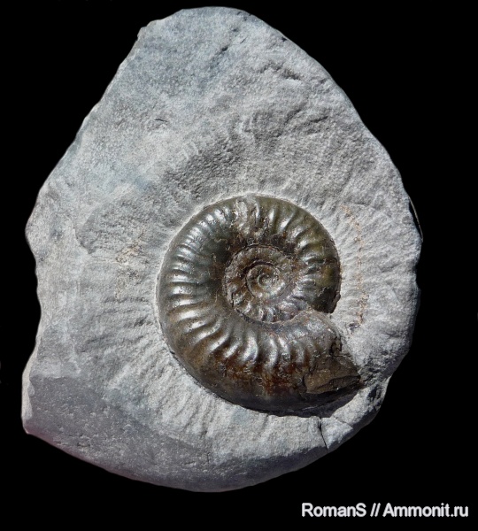 Grammoceratinae, Grammoceras, Hildoceratidae