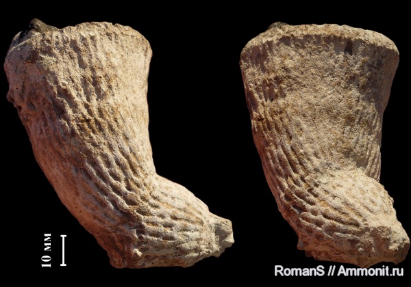 губки, Саратовская область, Ventriculites, Ventriculites striatus, Cretaceous