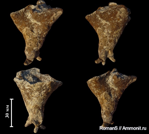 мел, губки, Саратовская область, Napaeana, Napaeana plicatopunctata, Cretaceous