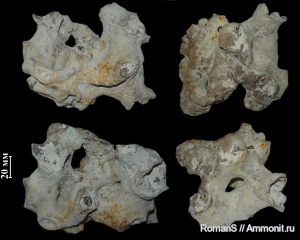 мел, губки, Саратовская область, сантон, Zittelispongia, Santonian, Cretaceous