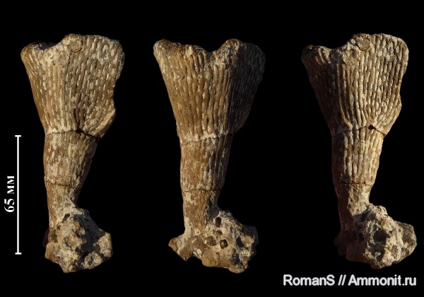 мел, губки, Саратовская область, сантон, Sororistirps, Sororistirps radiatum, Santonian, Cretaceous