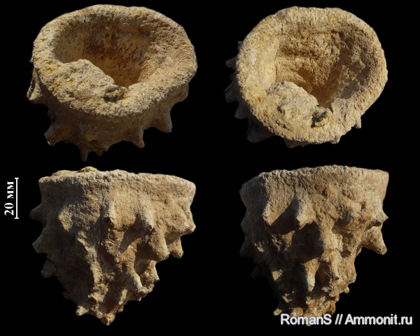 мел, губки, Саратовская область, сантон, Microblastium, Santonian, Cretaceous