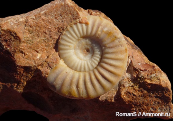аммониты, триас, устье, Тимор, Ammonites, Nyalamites augustecostatus, Nyalamites, Xenoceltitidae, Timor, Triassic