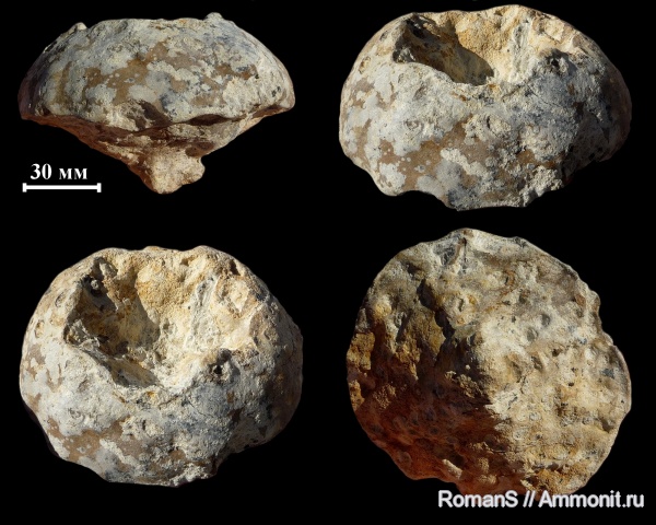 мел, губки, Саратовская область, сантон, Camerospongia, Santonian, Cretaceous