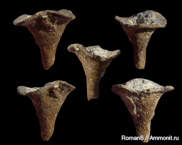 мел, губки, Саратовская область, сантон, Napaeana, Santonian, Cretaceous