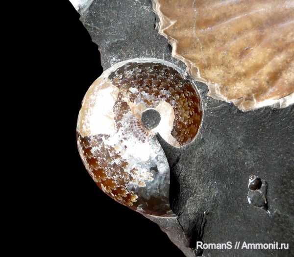 аммониты, апт, Aconeceras, Aconeceras trautscholdi, Саратовская область, Ammonites, Aconeceratidae, Aptian