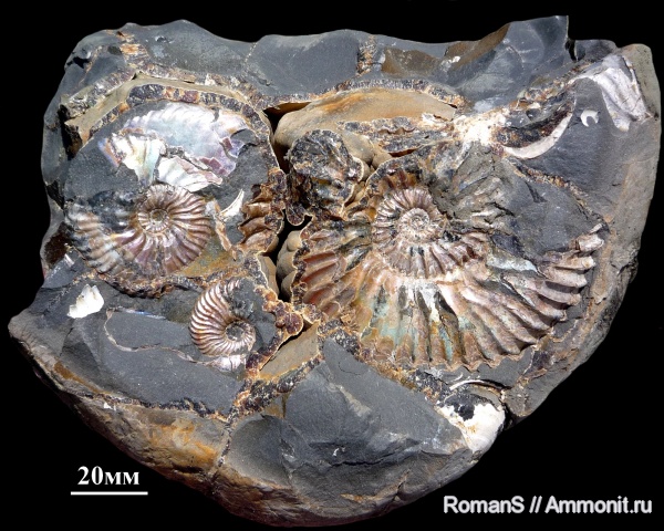 аммониты, Deshayesites, апт, Саратовская область, Ammonites, Deshayesitidae, Aptian