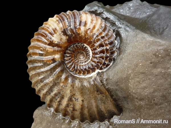 аммониты, Deshayesites, апт, Саратовская область, Ammonites, лопастные линии, Deshayesitidae, Aptian, Cretaceous