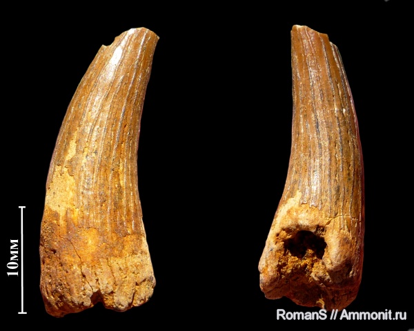 мел, зубы, сеноман, Саратовская область, Cenomanian, Cretaceous, teeth