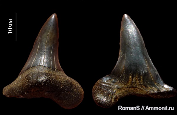мел, зубы акул, Cretoxyrhina, Cretoxyrhina denticulata, Саратовская область, Cretaceous, shark teeth