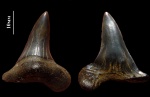 Царь-зуб Cretoxyrhina