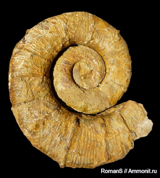 аммониты, Крым, Crioceratites, Ammonites