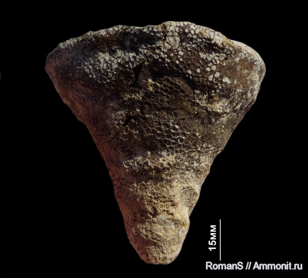 губки, Саратовская область, сантон, Sporadoscinia, Sporadoscinia stellata, Santonian, Cretaceous