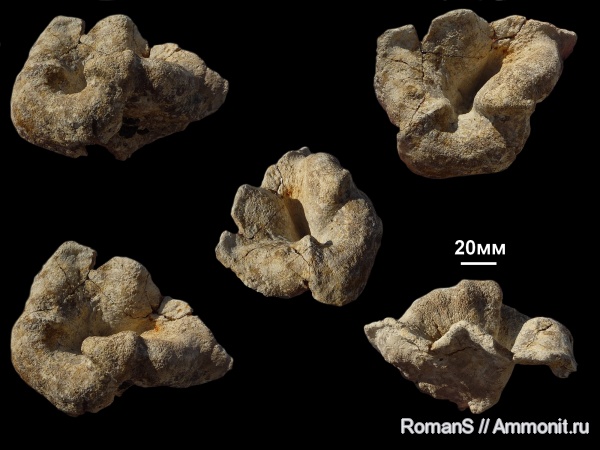 мел, губки, Саратовская область, сантон, Napaeana, Santonian, Cretaceous, Napaeana asymmetrika