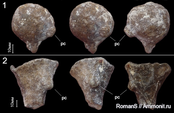 губки, Саратовская область, сантон, Napaeana, Napaeana absoluta, Actinosiphonia radiata, Actinosiphonia, Santonian, Cretaceous