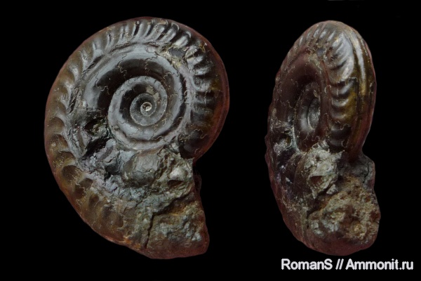 аммониты, юра, тоар, Ammonites, Hildoceras, Hildoceras bifrons, Hildoceratidae, Toarcian, Jurassic