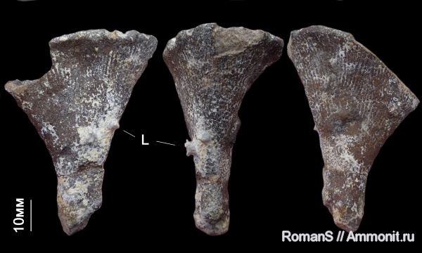 губки, Саратовская область, сантон, Napaeana, Napaeana striata, Epizoans, Santonian, Cretaceous