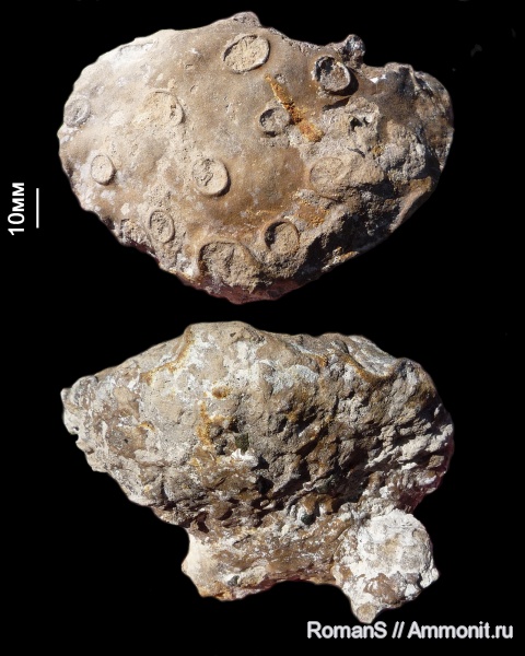 губки, Саратовская область, Tremabolites, Santonian, Cretaceous, Tremabolites polymorpha