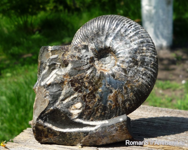 аммониты, Craspedodiscus, Craspedodiscus discofalcatus, Ammonites, верхний готерив