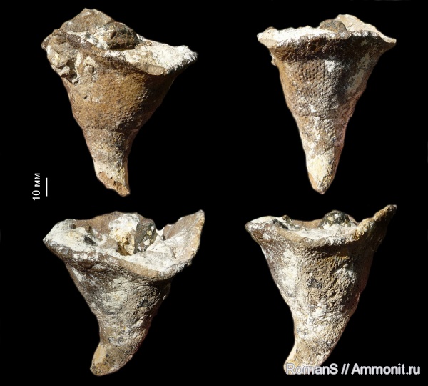 мел, губки, Саратовская область, сантон, Napaeana, Santonian, Cretaceous, Napaeana contradictoria